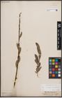 Foto von Salix cinerea L. x Salix purpurea L.